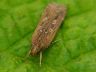 moth-image