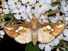 moth-image