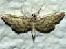 moth-image
