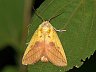 moth-image