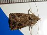 moth-image