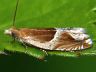 moth-image