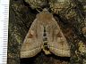 moth-image