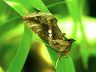 moth-image