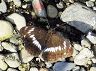 butterfly-image