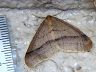 moth-image