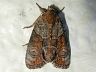 moth-image