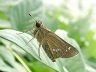 butterfly-image