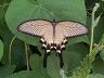 butterfly-image