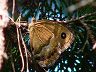 butterfly-image