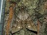 moth-image