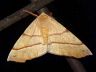 moth-image