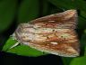 moth-image
