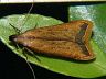 moth-image