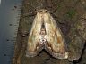 moth-image