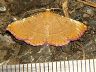 moth-image