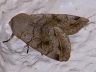moth-image