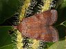 moth-image