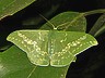 moth-image