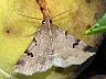 moth-image