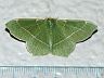 moth-image