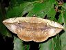 moth-image