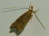 moth-image