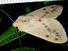 moth-image