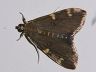 moth-image