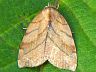 moth-image