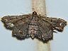 moth-image
