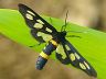 moth-image