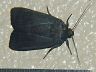 moth-image