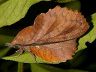 moth-image