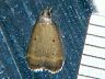 moth-image