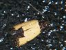moth-image