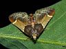 moth-image