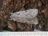 moth-image
