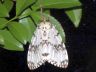 moth-image
