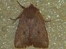 moth-image