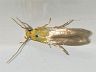 moth-image