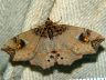 moth-image