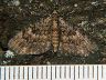 moth-image