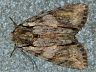 moth-image
