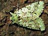 moth-image