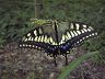 butterfly-image