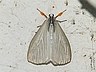 moth-image