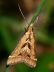 moth-image