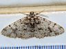 moth-image