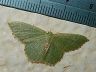 moth-image